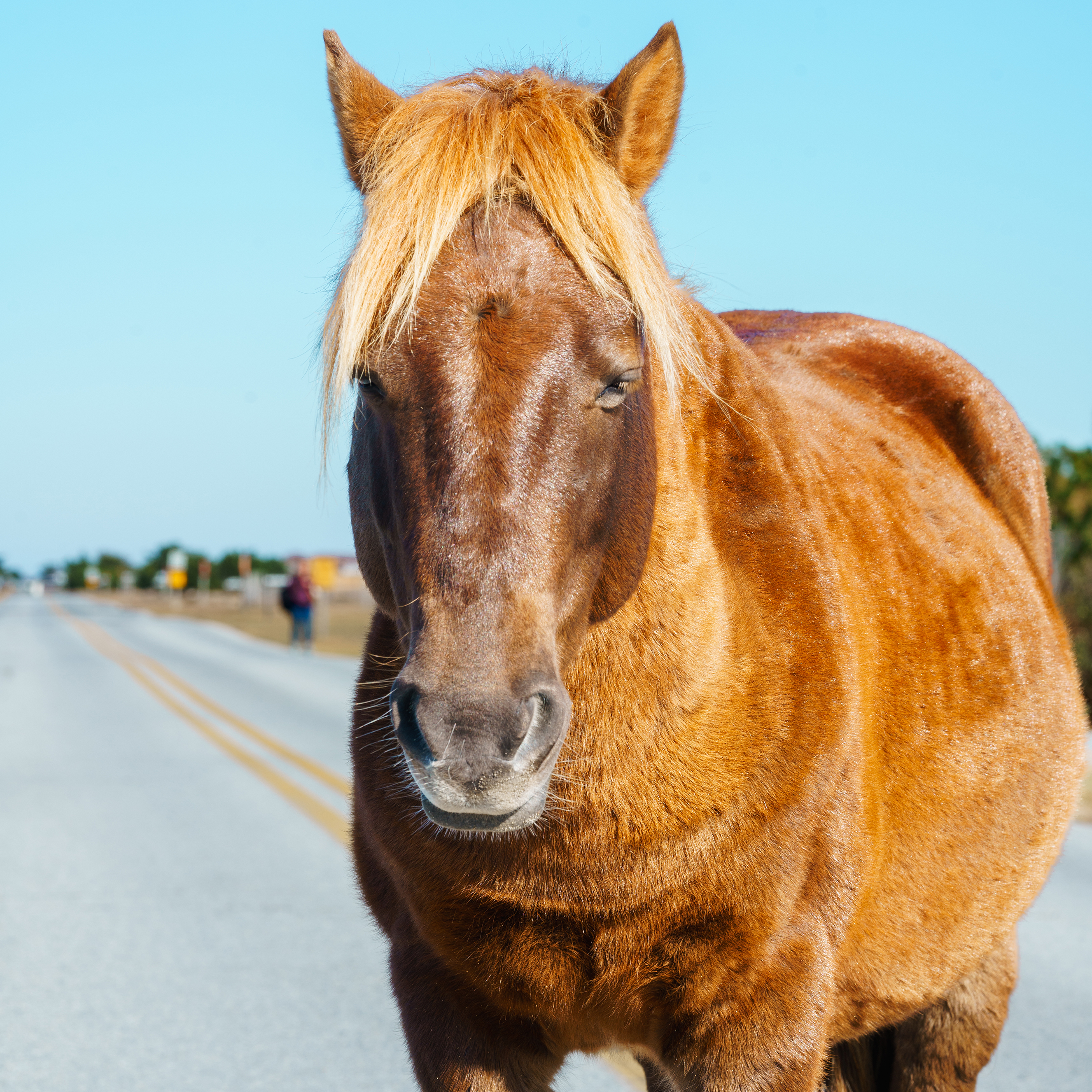 Horse